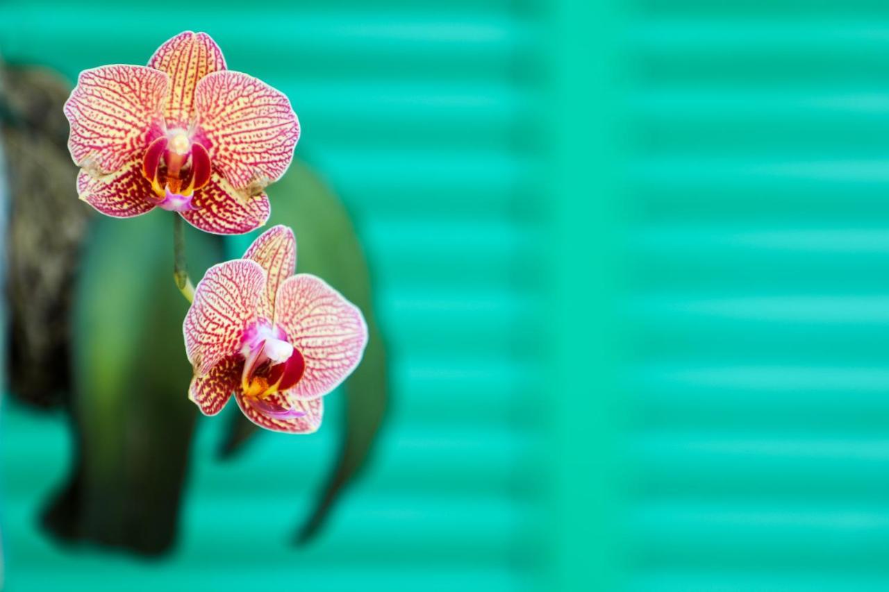 Almond Tree Inn - Adults Only Key West Ngoại thất bức ảnh